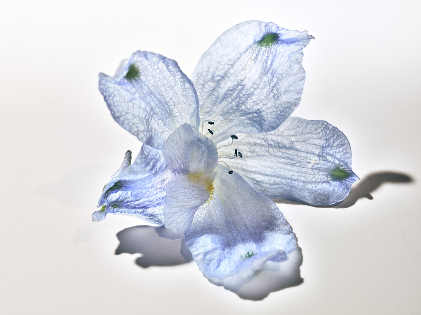 Flowers_2434_04_RGB